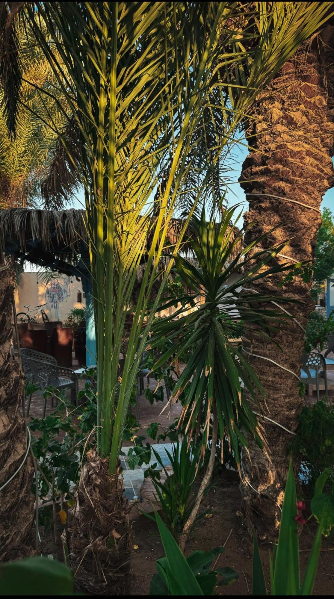 Miramar Camp Dahab Hotel Exterior photo